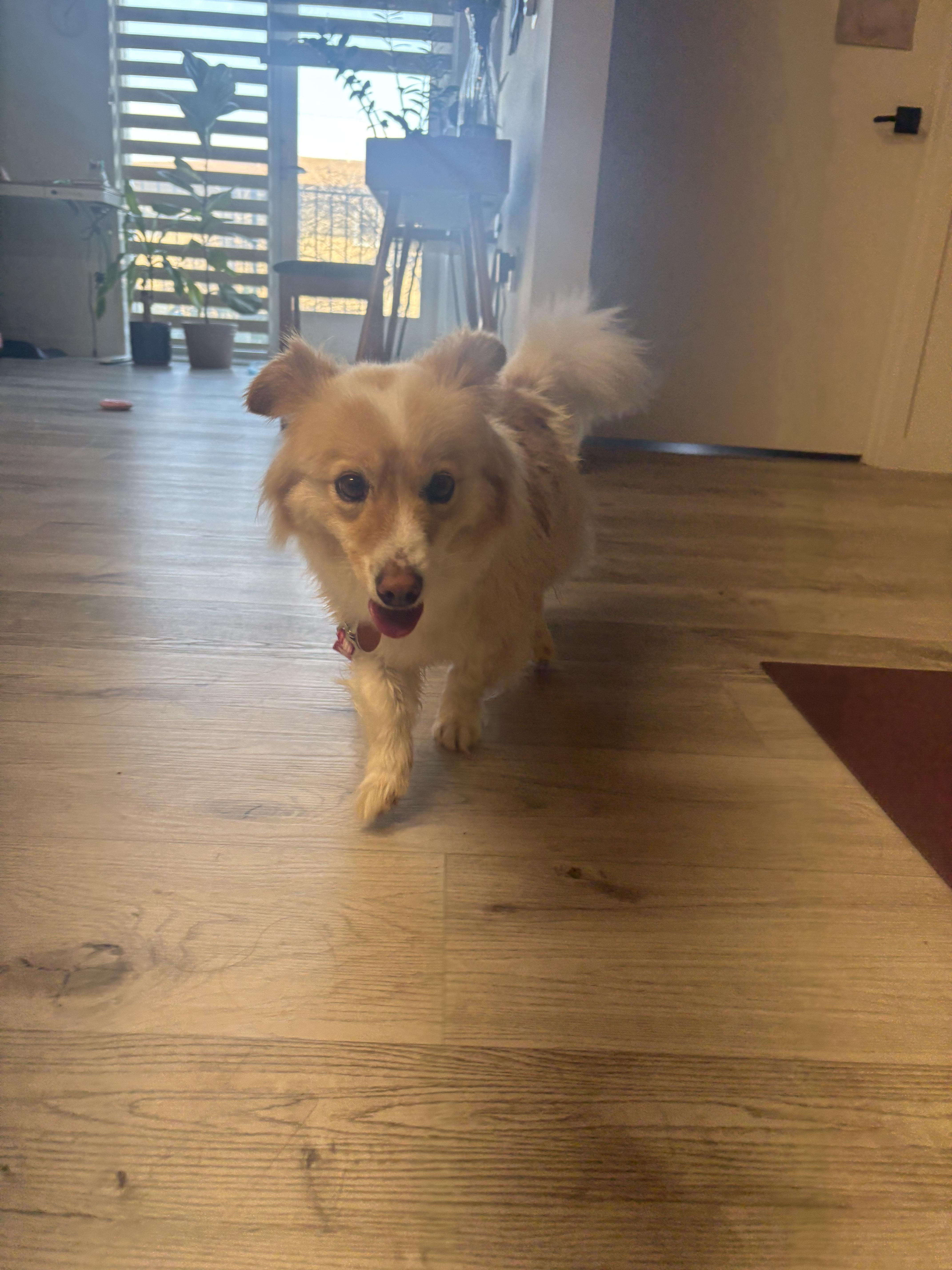 Sunny, ADOPTABLE, Young Female Corgi & Jindo.