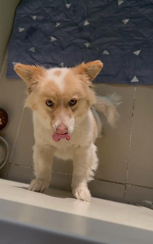Sunny, a ADOPTABLE mixed breed in los angeles, CA image 2/5