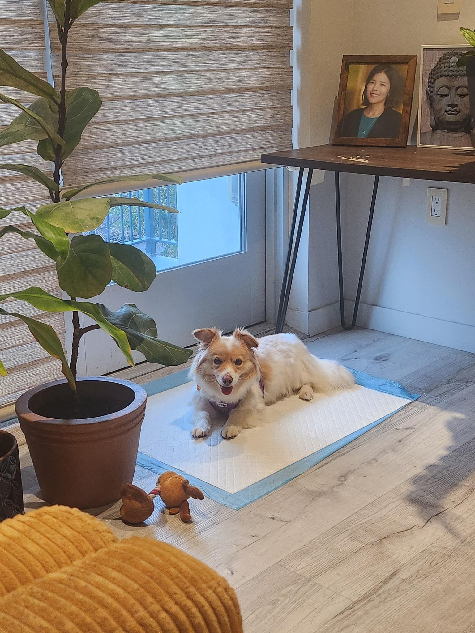 Sunny, a ADOPTABLE mixed breed in los angeles, CA image 3/5