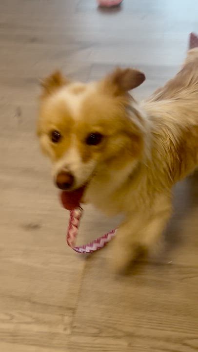 Enlarge Sunny, a ADOPTABLE mixed breed in los angeles, CA video 5/5