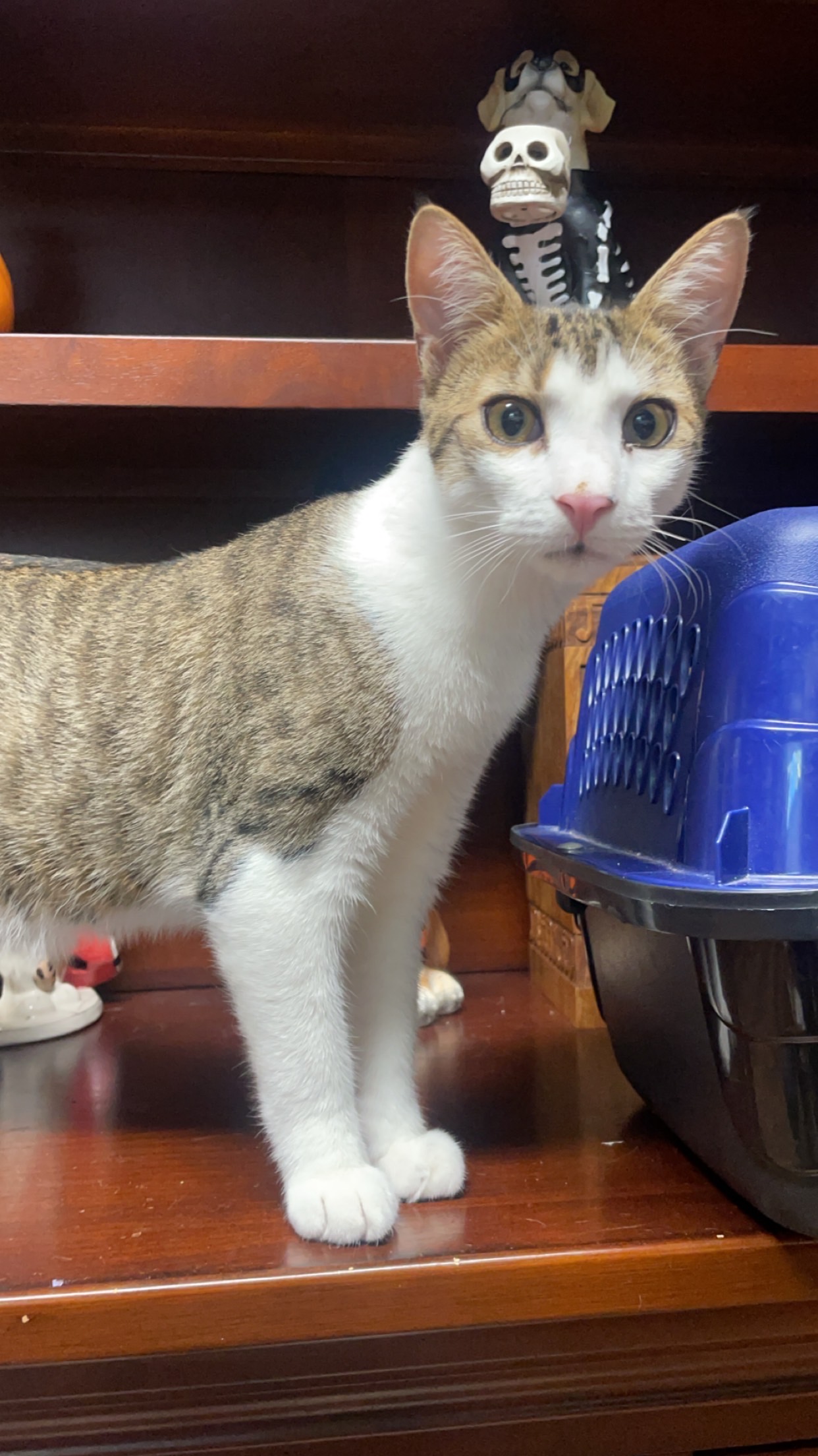 Enlarge Gerald, a Adopted Domestic Short Hair in Northumberland, PA image 2/6