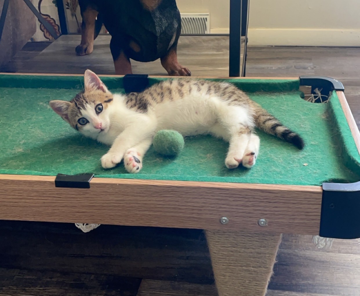 Enlarge Gerald, a Adopted Domestic Short Hair in Northumberland, PA image 5/6