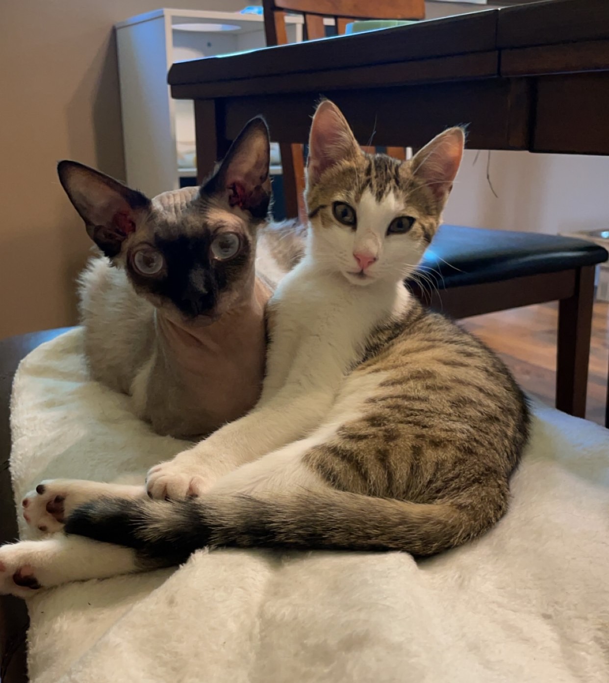 Enlarge Gerald, a Adopted Domestic Short Hair in Northumberland, PA image 3/6