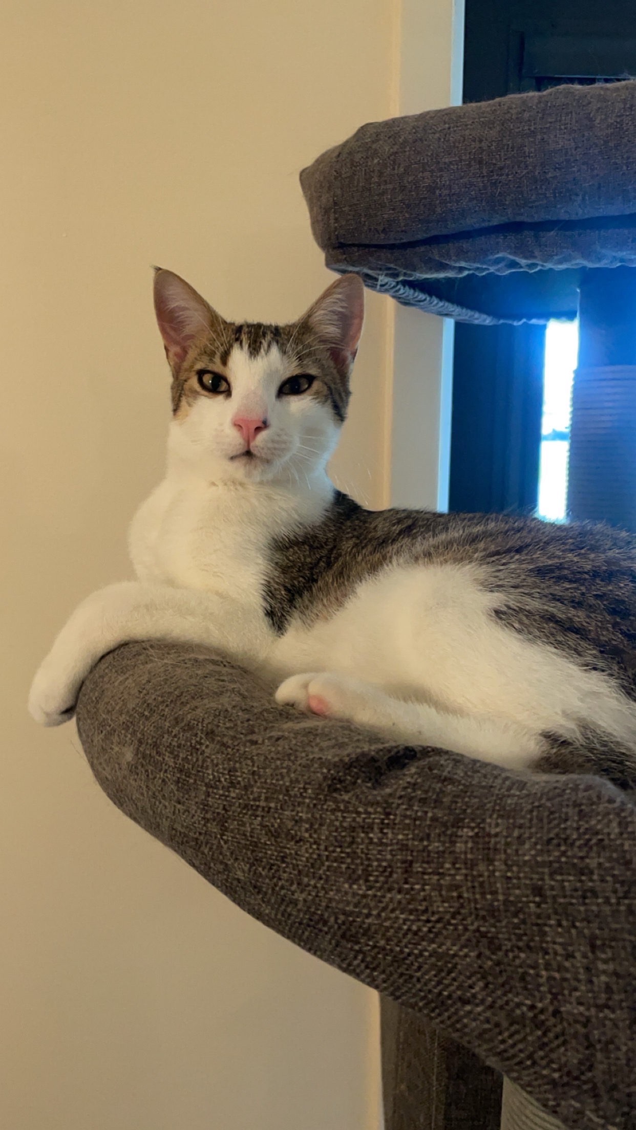 Gerald, Adopted, Young Male Domestic Short Hair.