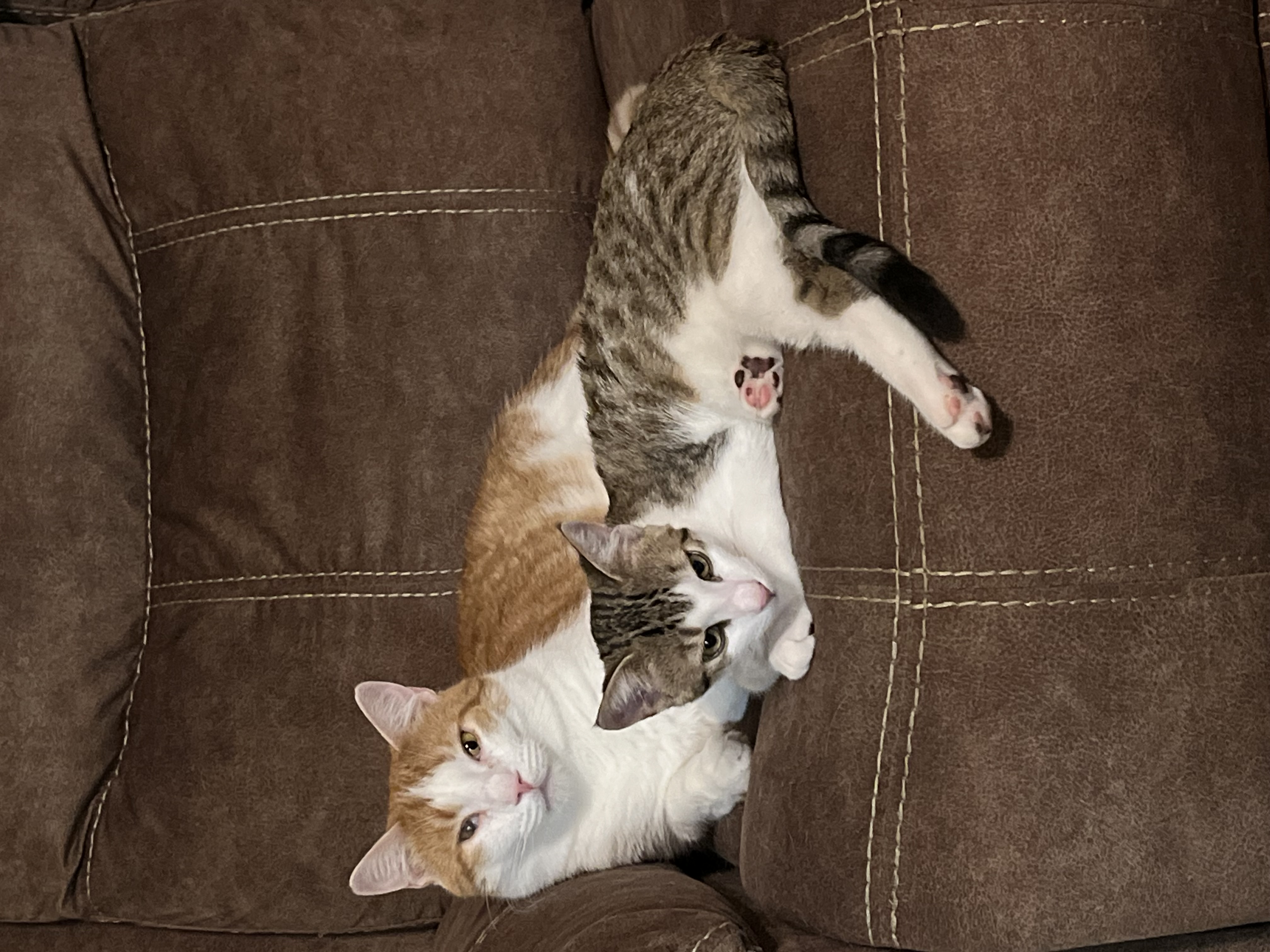 Enlarge Gerald, a Adopted Domestic Short Hair in Northumberland, PA image 6/6