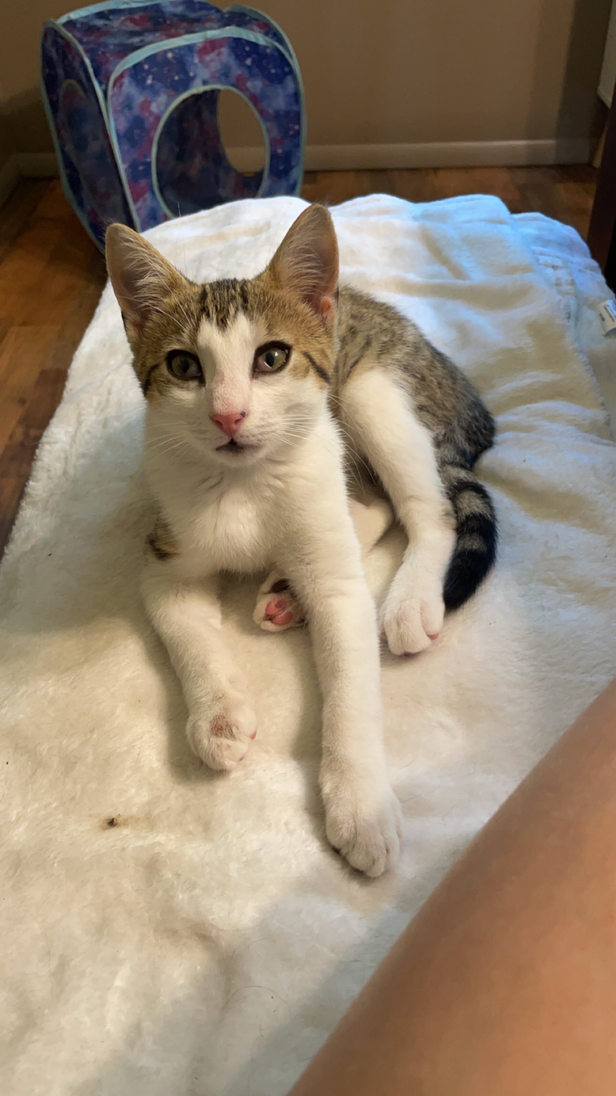 Enlarge Gerald, a Adopted Domestic Short Hair in Northumberland, PA image 4/6