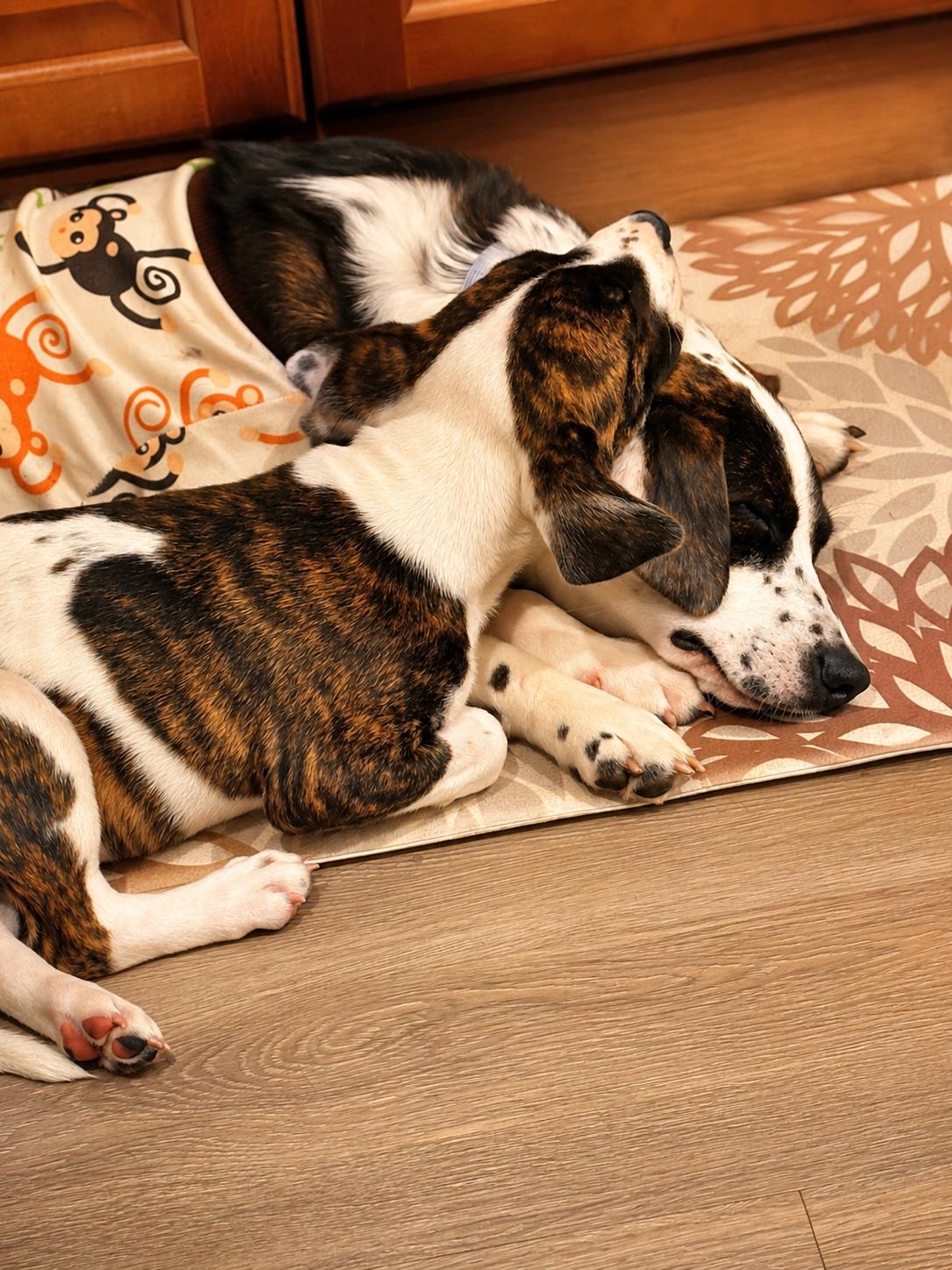 Beethoven, an adopted mixed breed in Woodstock, IL image 2/2