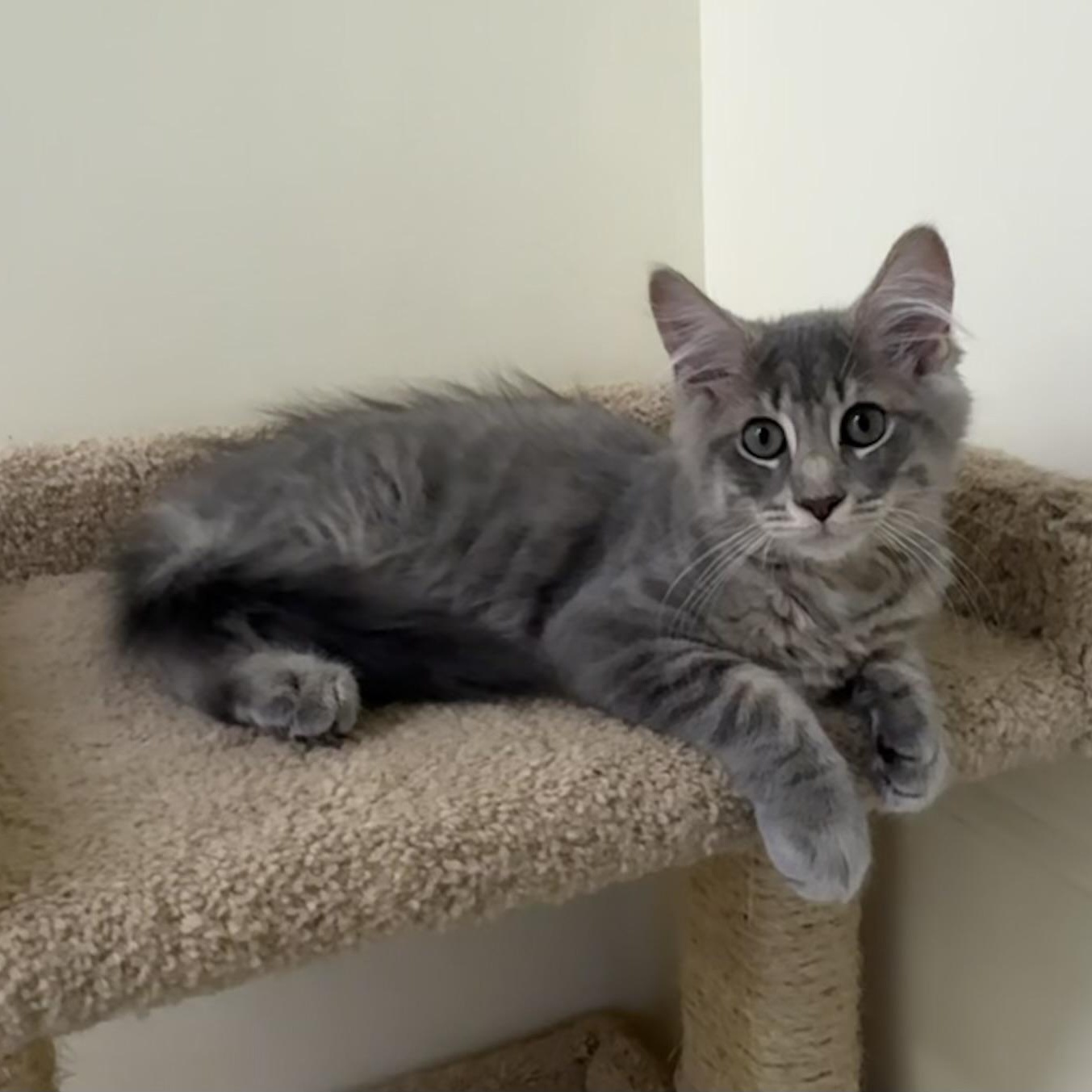 Teddy, a ADOPTABLE Tabby in East Northport, NY image 2/3
