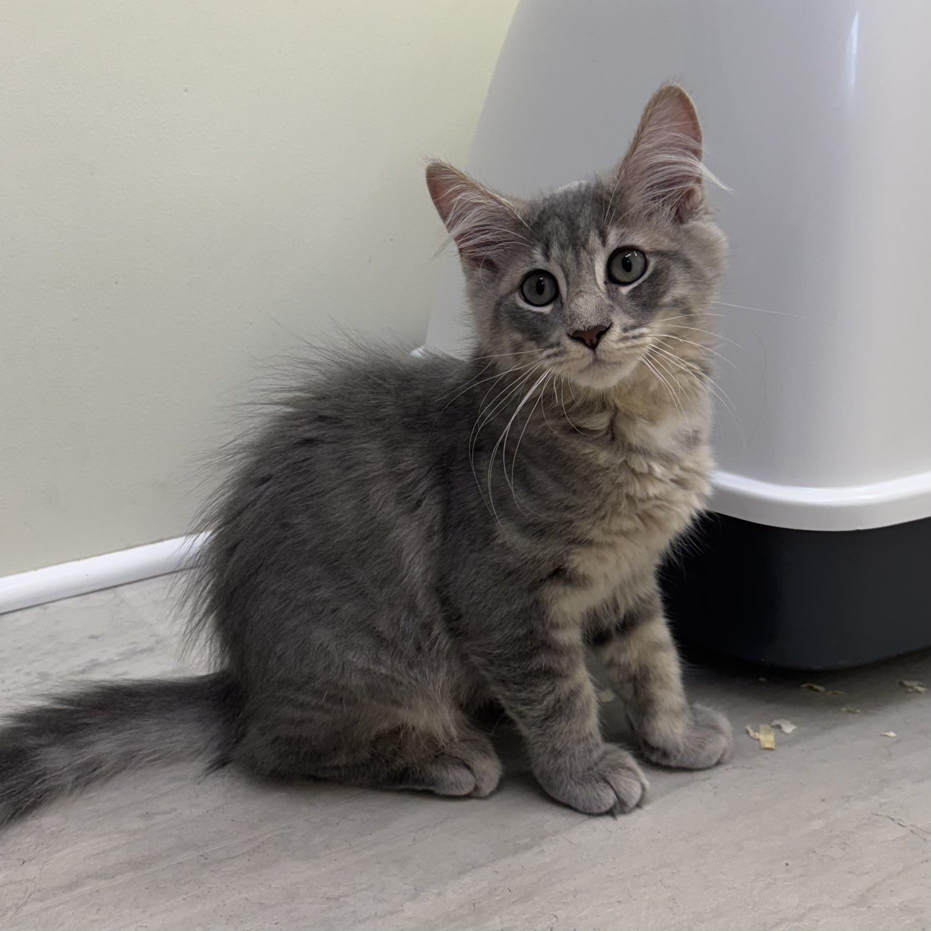 Teddy, ADOPTABLE, Kitten Male Tabby.