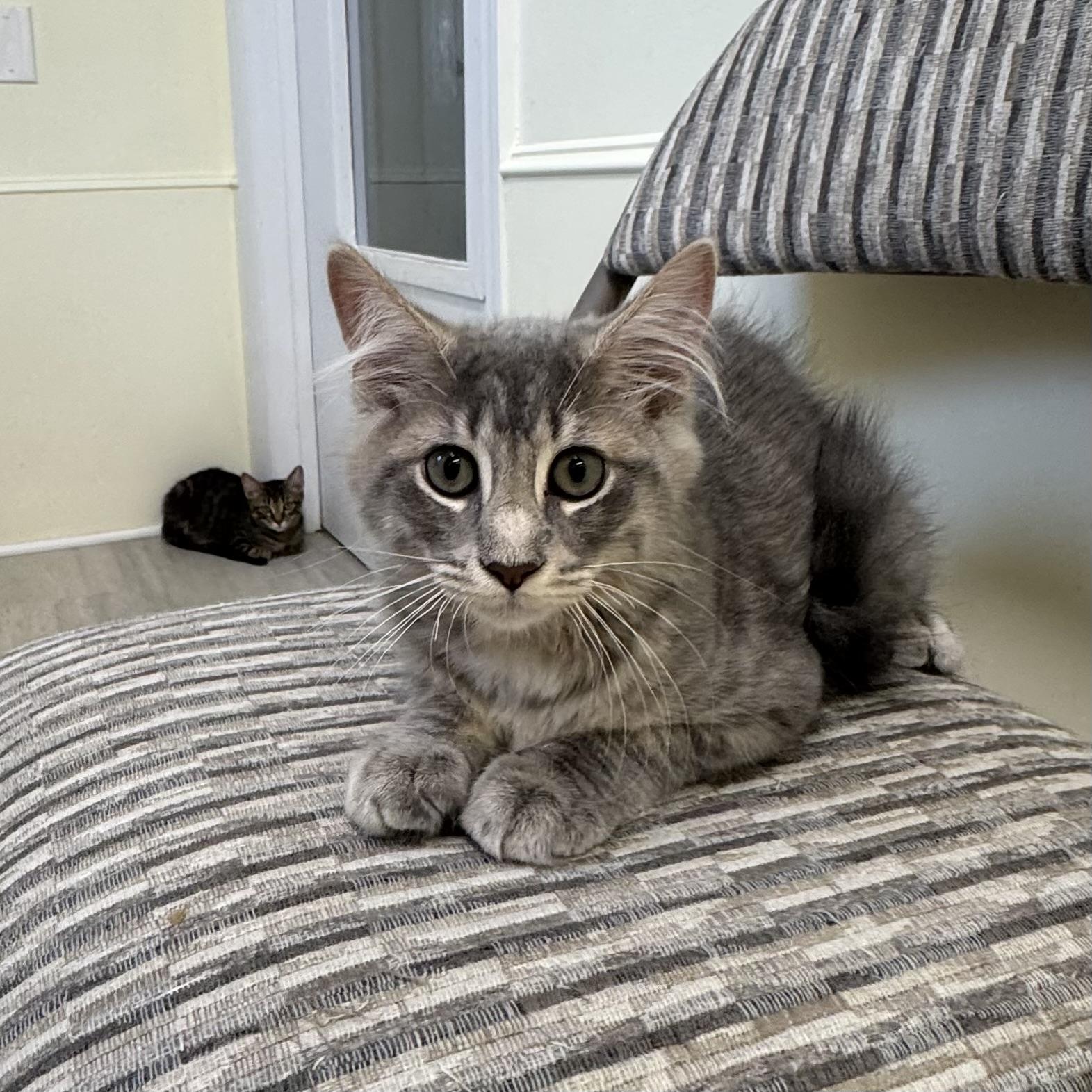 Teddy, a ADOPTABLE Tabby in East Northport, NY image 3/3