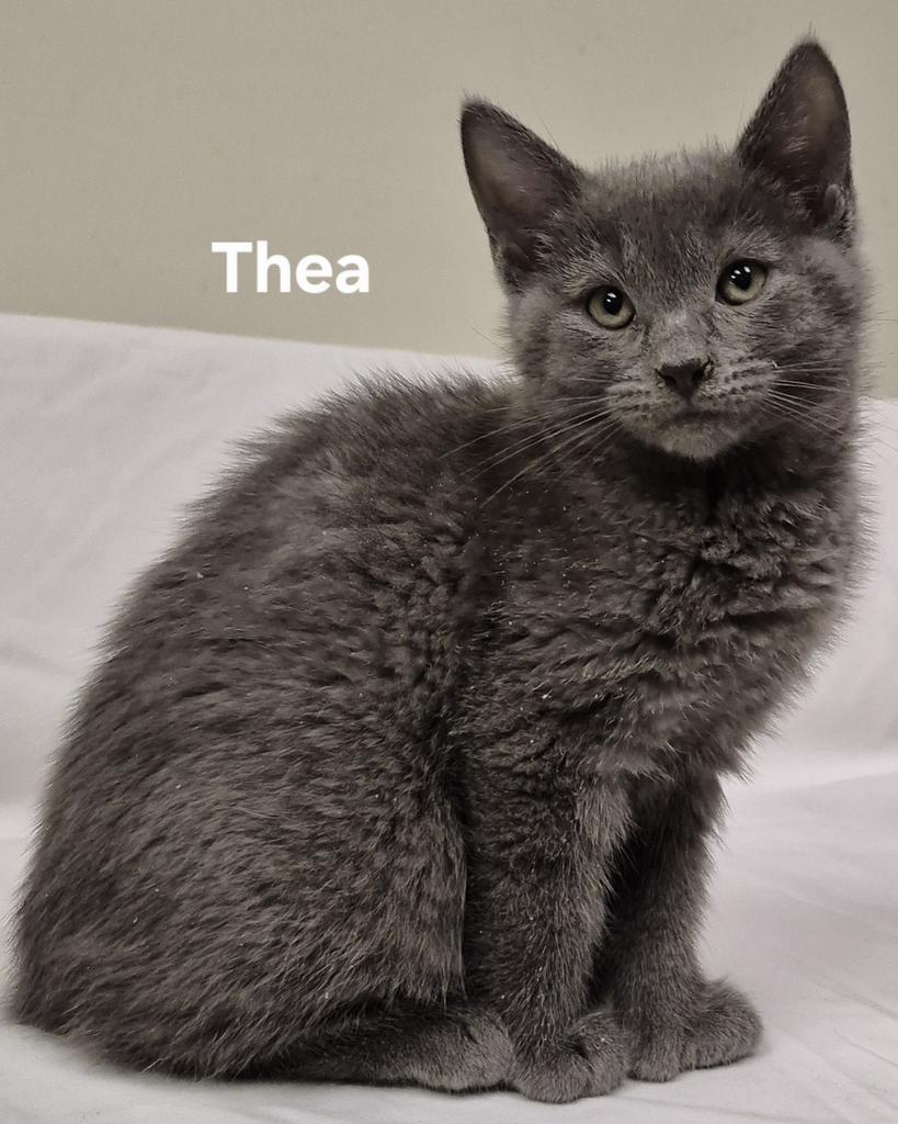 Thea, Adopted, Kitten Female Domestic Short Hair.