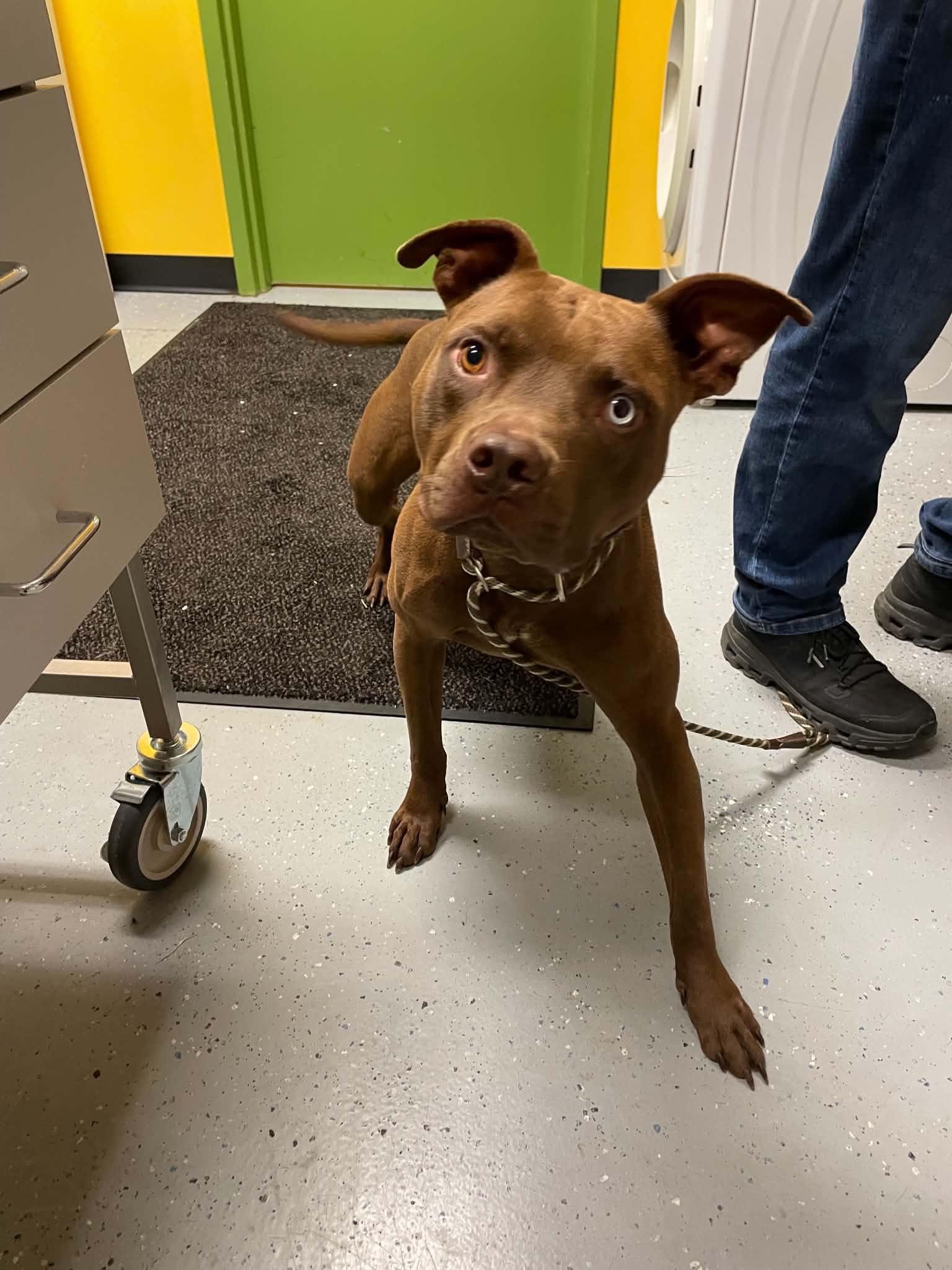 Boosie, Adoptable, Adult Male Pit Bull Terrier.