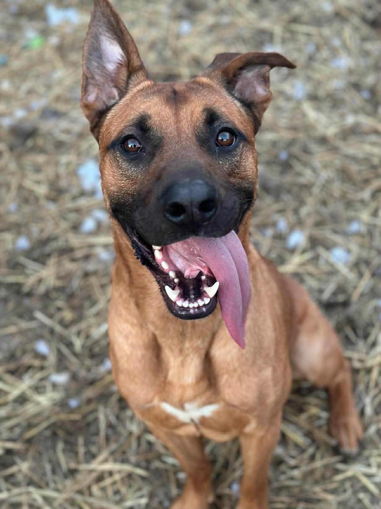 Enlarge Hudson, an adopted mixed breed in INDIANAPOLIS, IN image 1/6