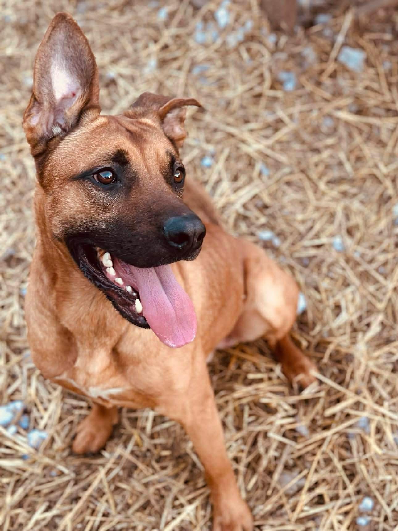 Enlarge Hudson, an adopted mixed breed in INDIANAPOLIS, IN image 5/6