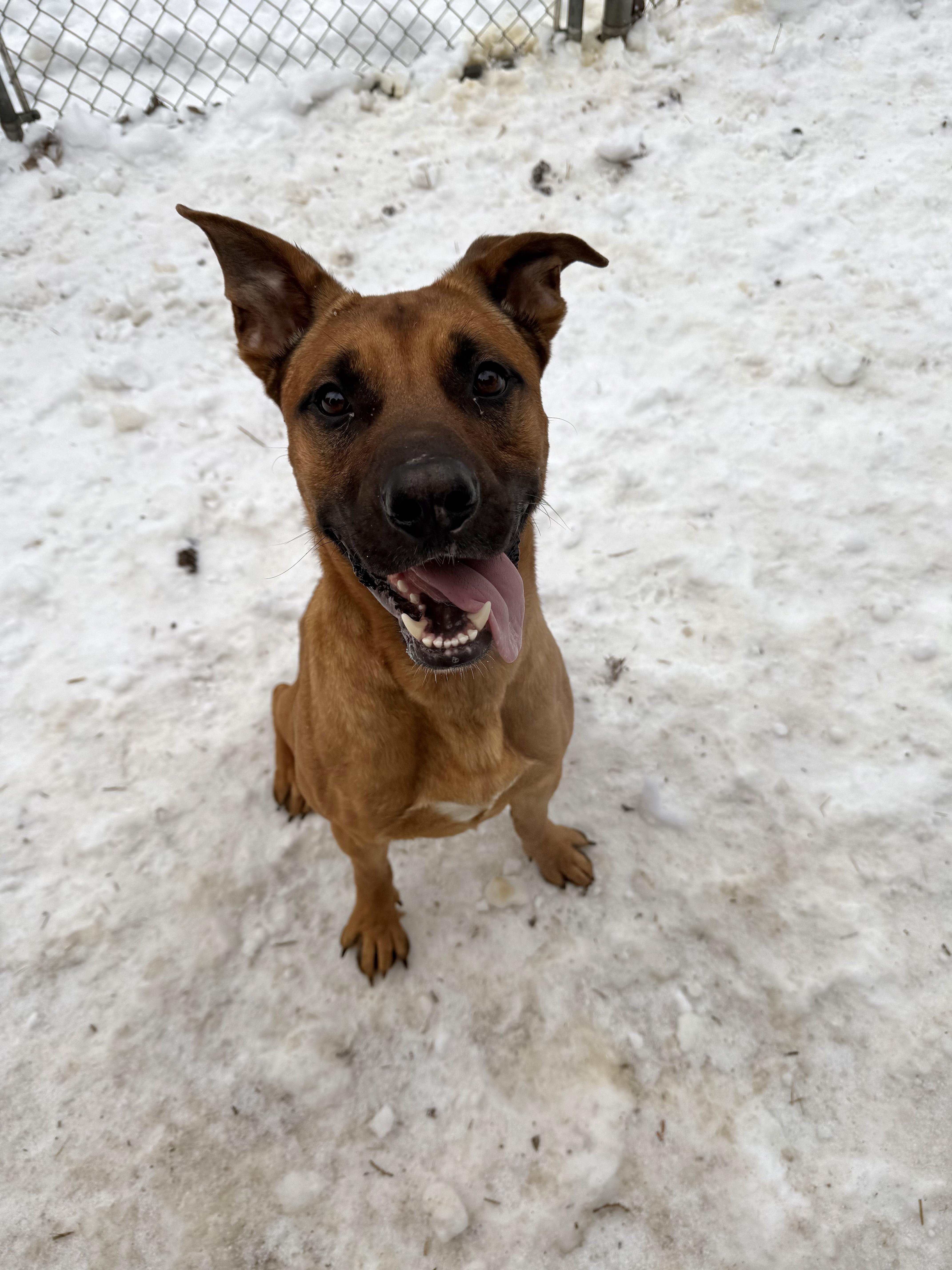 Enlarge Hudson, an adopted mixed breed in INDIANAPOLIS, IN image 4/6