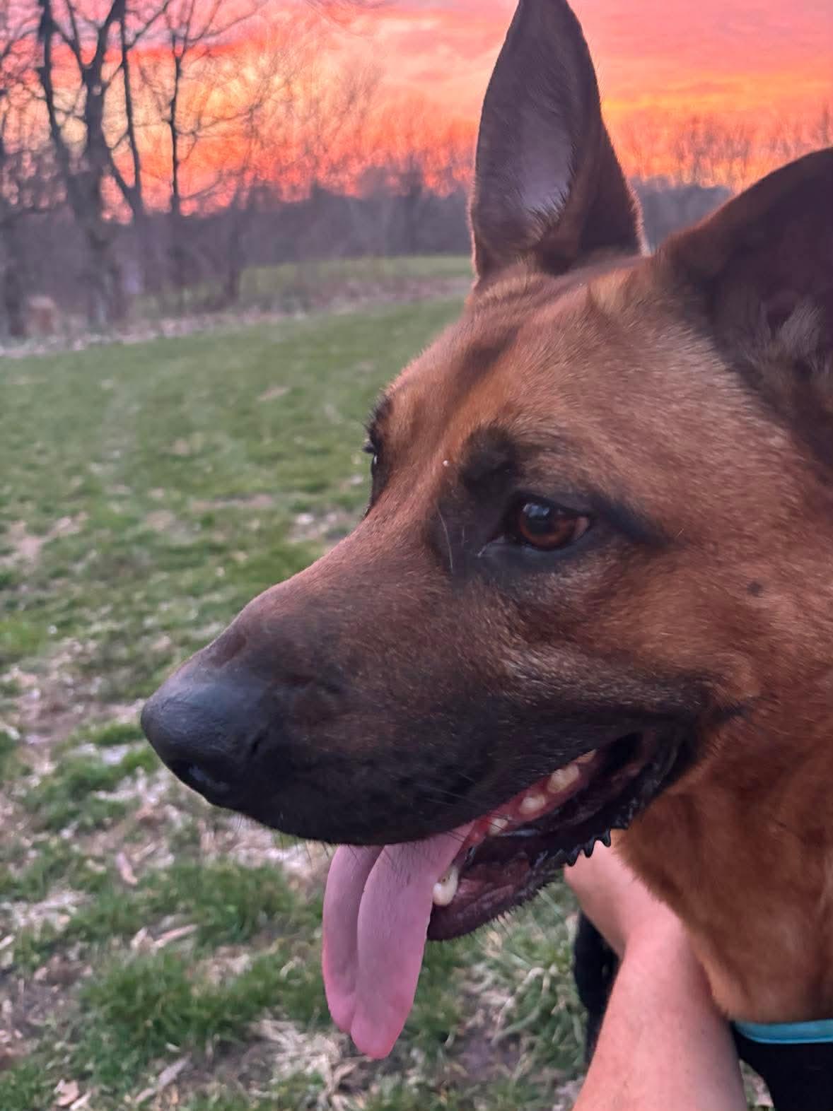 Enlarge Hudson, an adopted mixed breed in INDIANAPOLIS, IN image 6/6