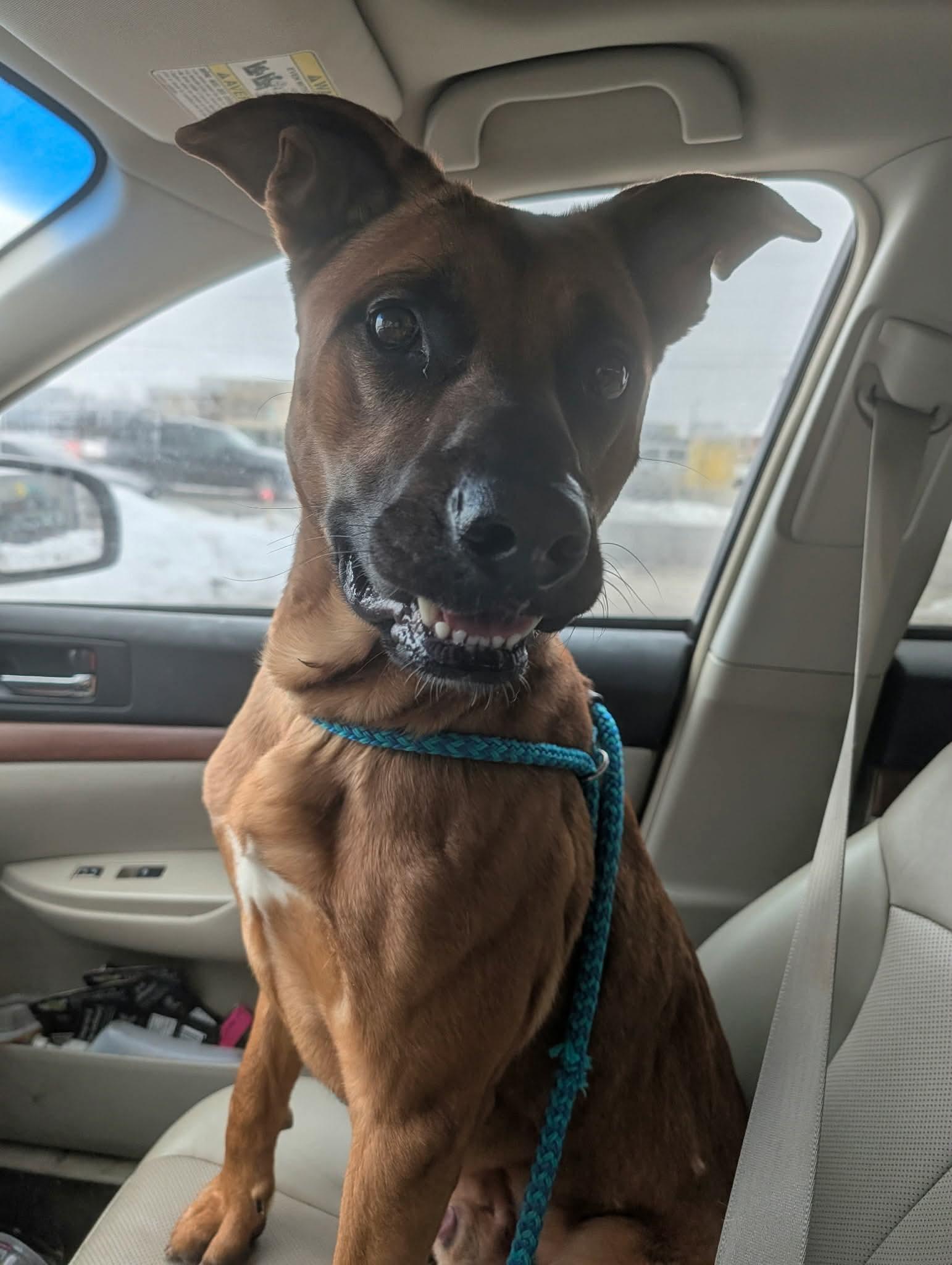 Enlarge Hudson, an adopted mixed breed in INDIANAPOLIS, IN image 3/6