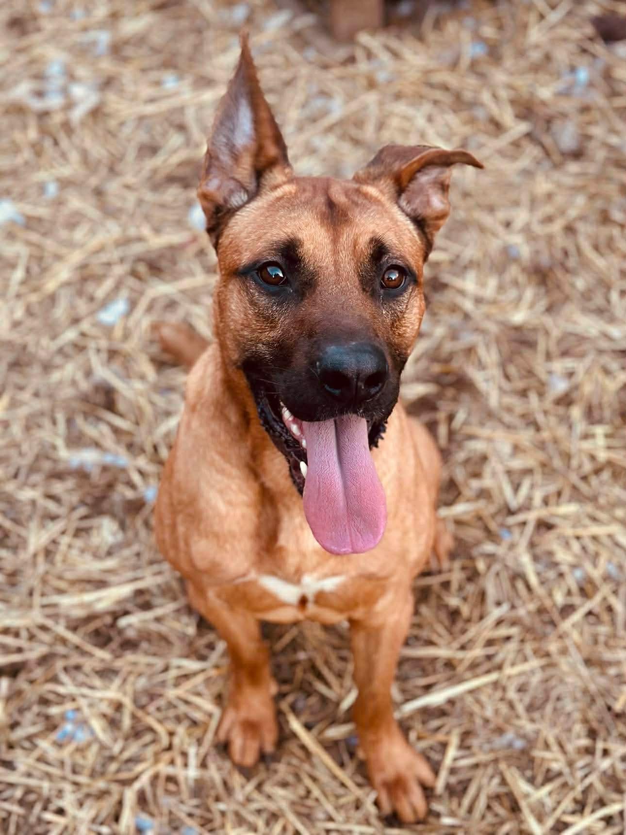 Enlarge Hudson, an adopted mixed breed in INDIANAPOLIS, IN image 2/6