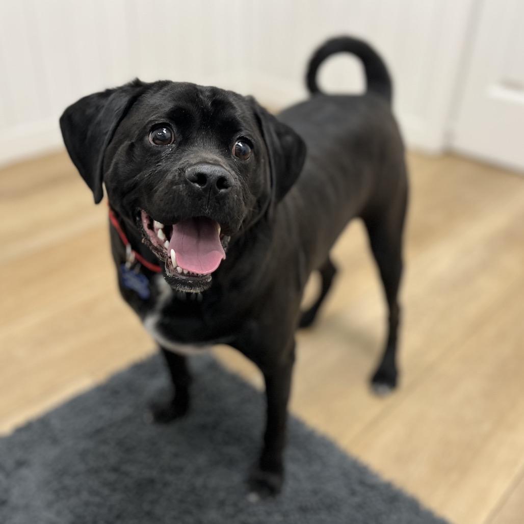 Ace, Adoptable, Adult Male Pug & Beagle.