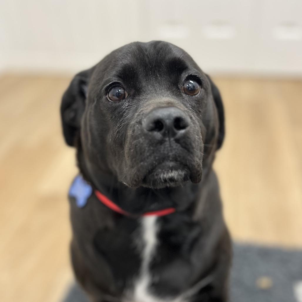 Ace, a Adoptable mixed breed in Chesapeake, VA image 2/6