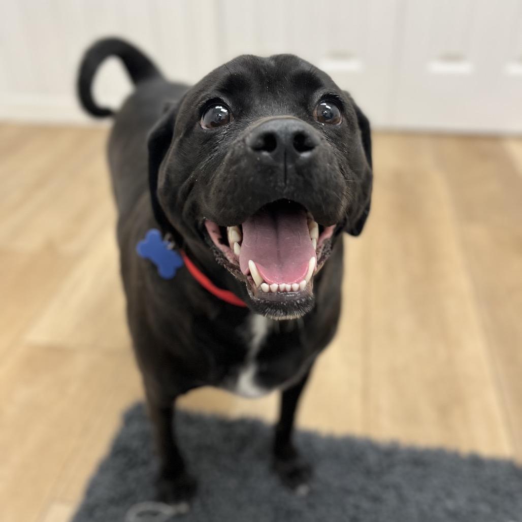 Ace, a Adoptable mixed breed in Chesapeake, VA image 4/6