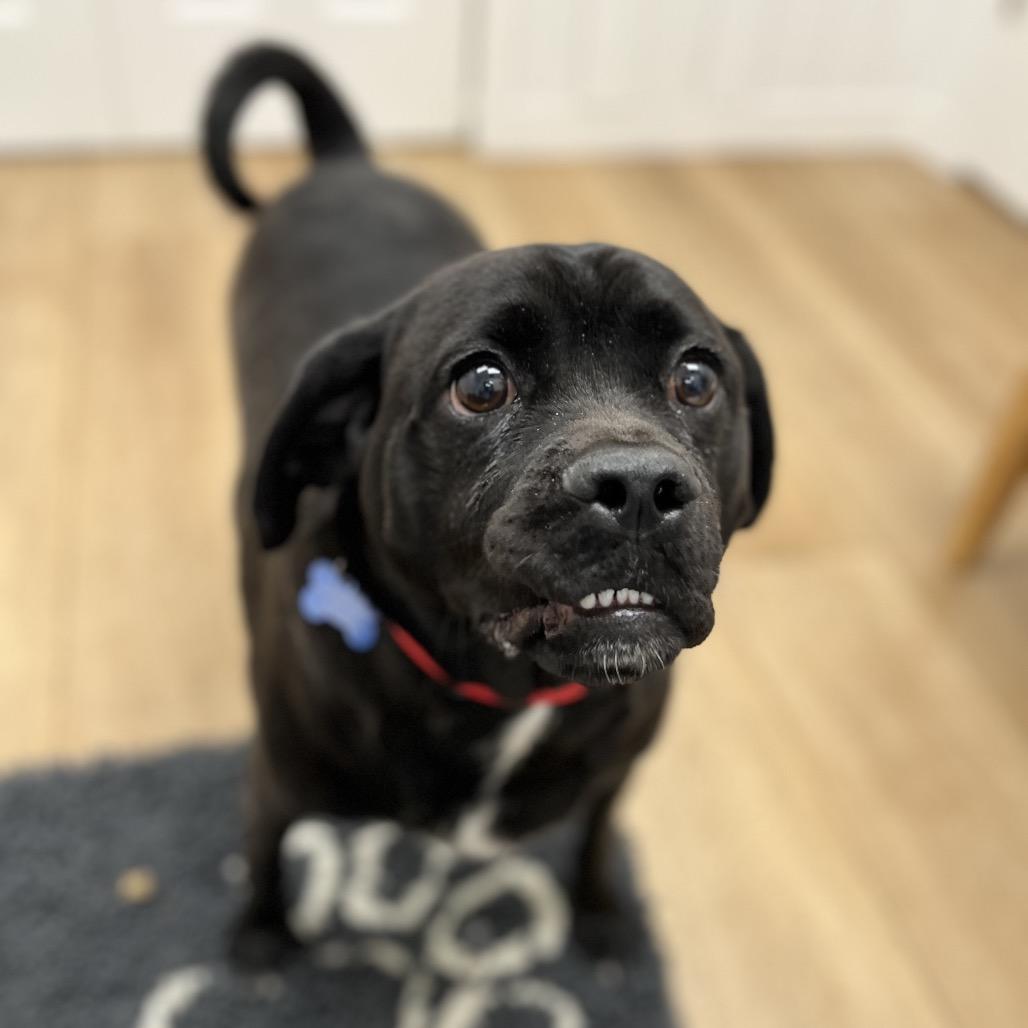 Ace, a Adoptable mixed breed in Chesapeake, VA image 5/6