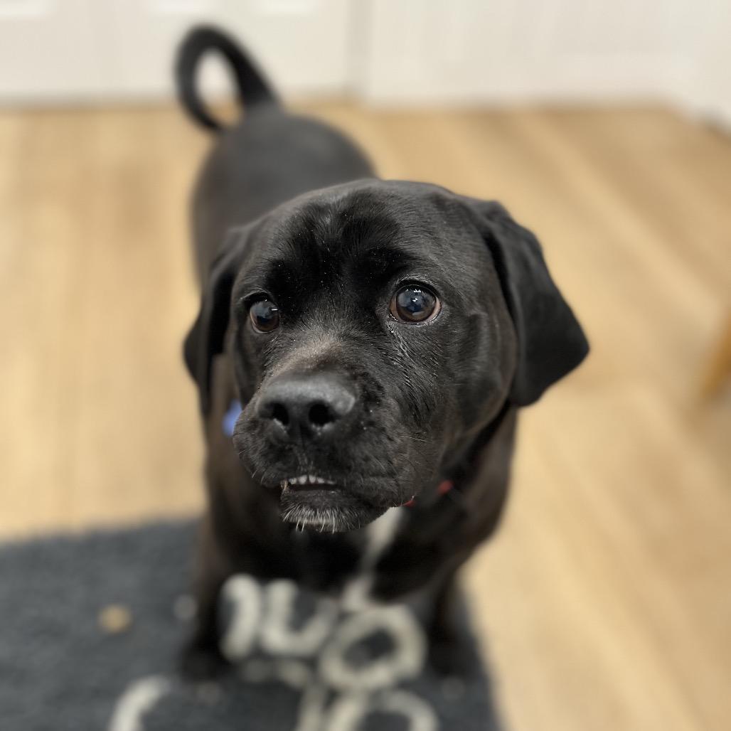 Ace, a Adoptable mixed breed in Chesapeake, VA image 6/6