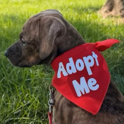 Enlarge Char, a Adoptable Mixed Breed in Alma, MI image 2/4