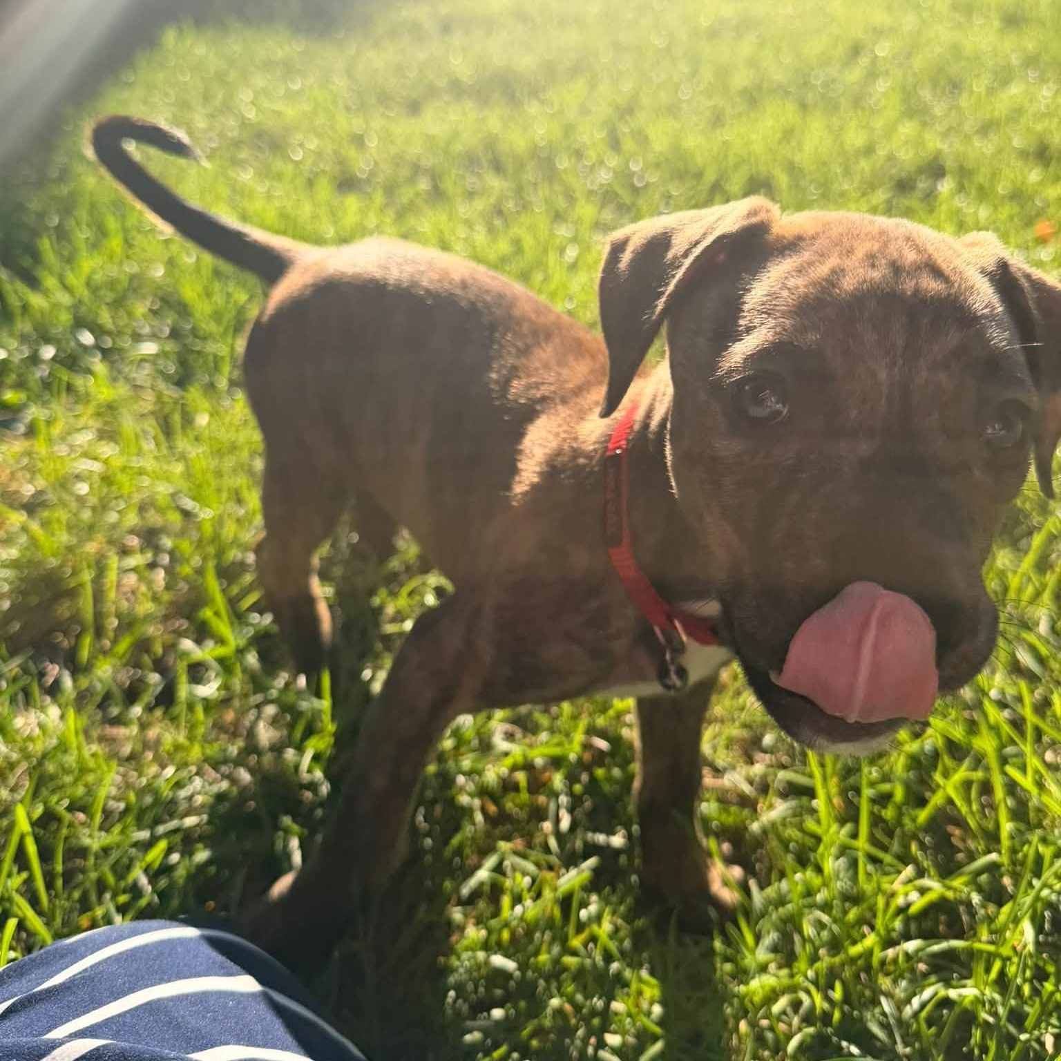Enlarge Char, a Adoptable Mixed Breed in Alma, MI image 3/4
