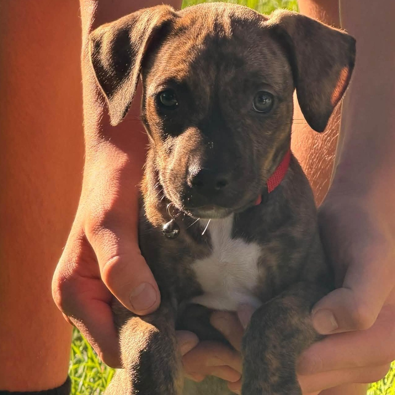 Enlarge Char, a Adoptable Mixed Breed in Alma, MI image 4/4