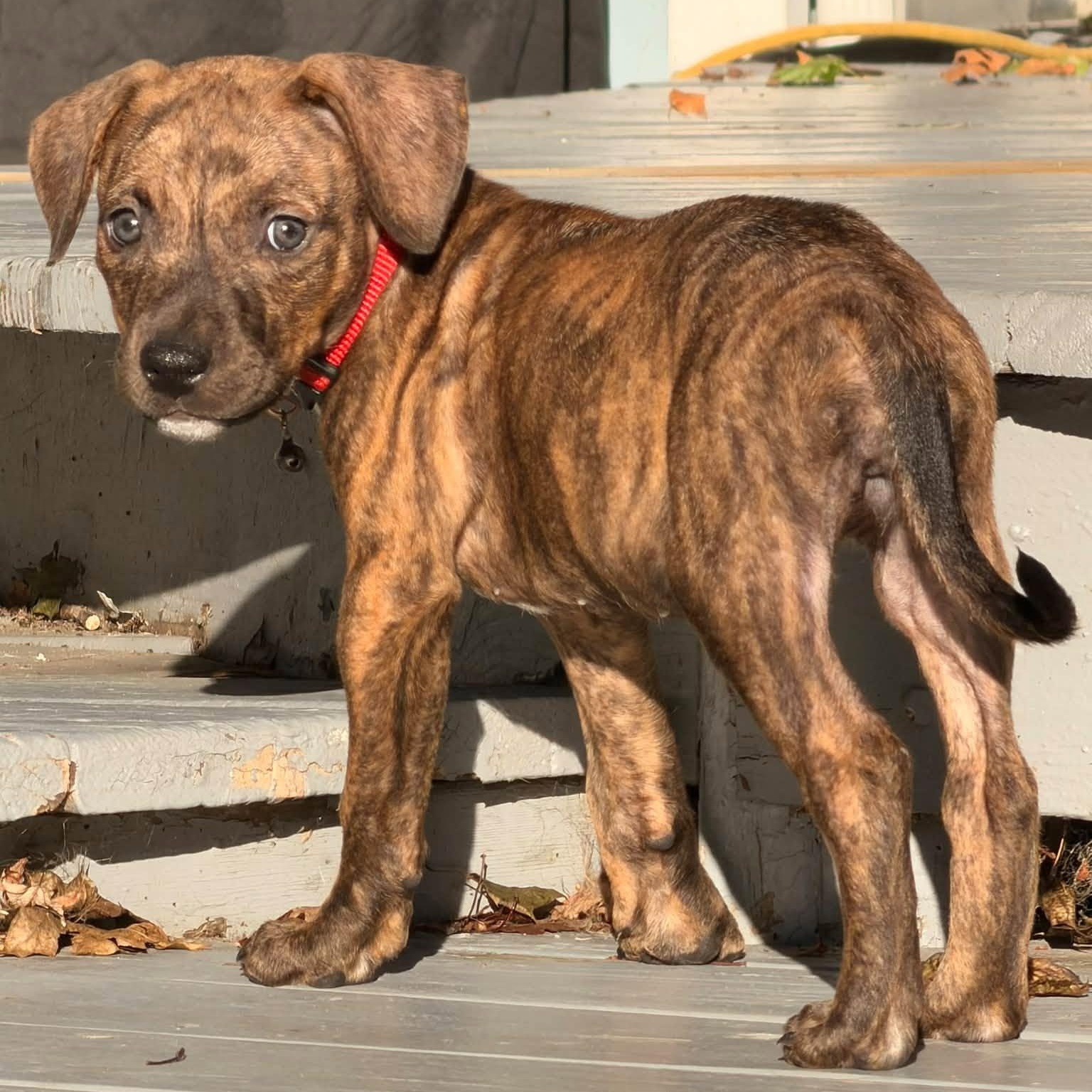 Char, Adoptable, Puppy Female Mixed Breed.