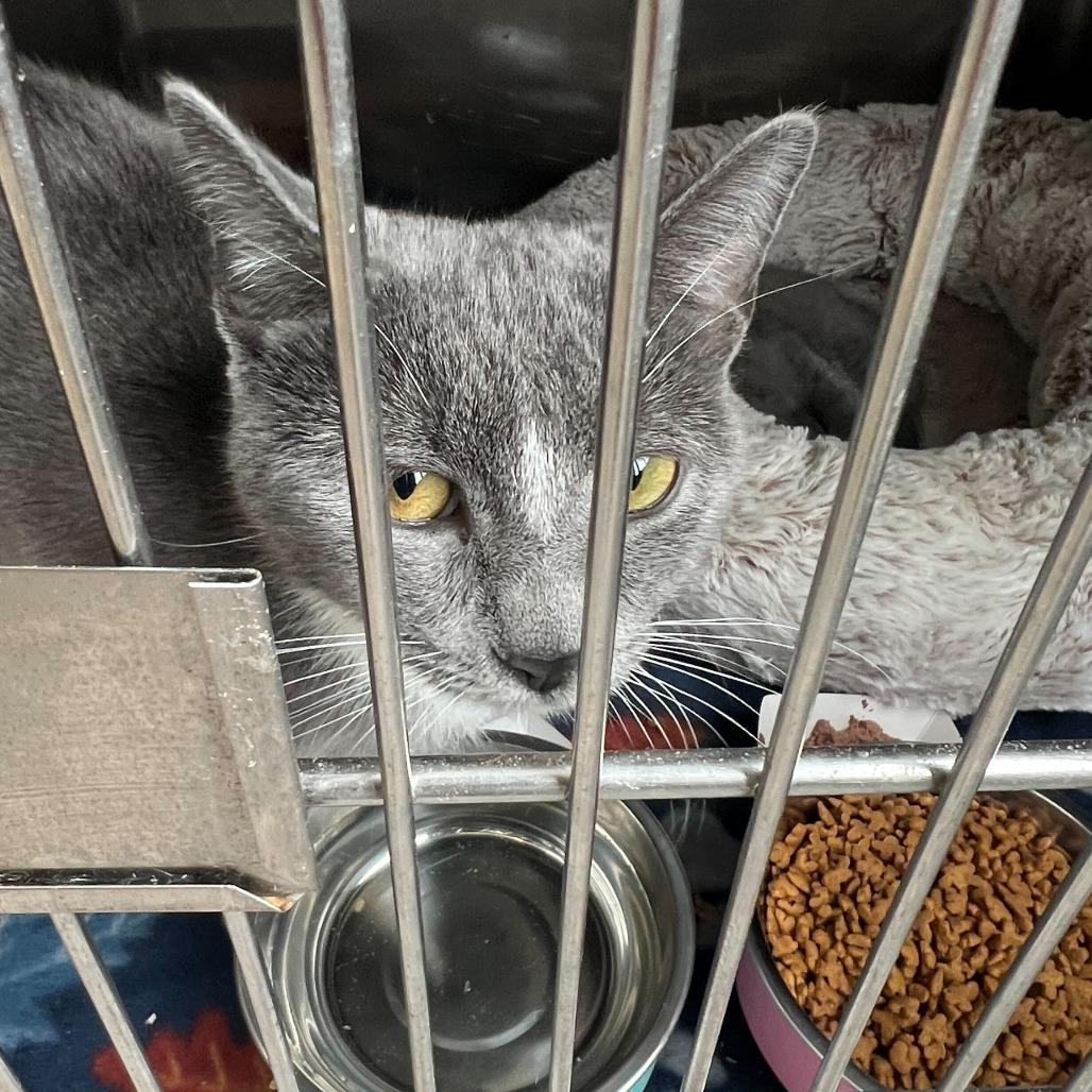 Ashley, Adoptable, Kitten Female Domestic Short Hair.