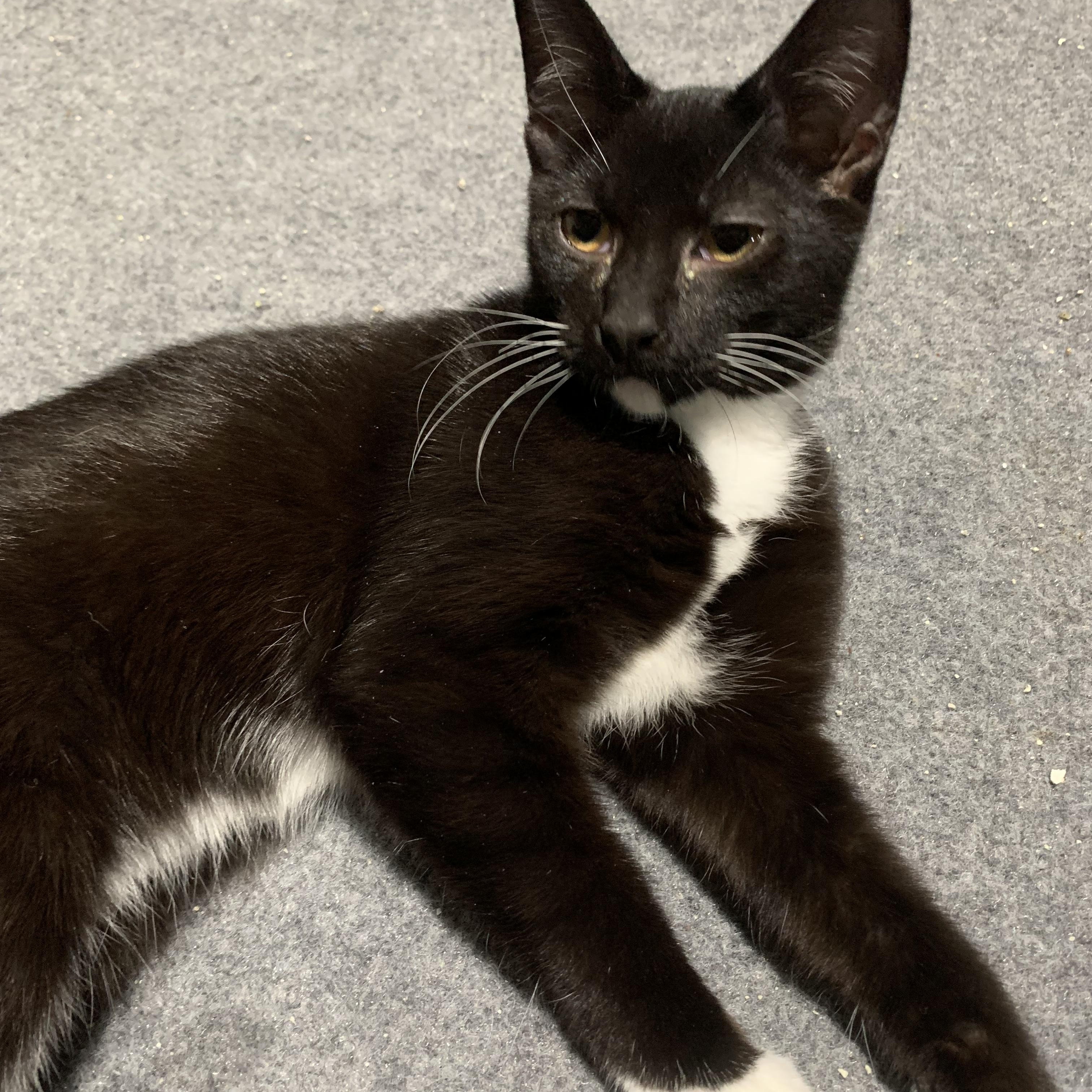 Enlarge Royal, a Adoptable Domestic Short Hair in Shelby Township, MI image 1/1