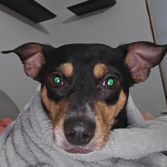 Enlarge Bugg, an adopted mixed breed in Lemont, IL image 2/3