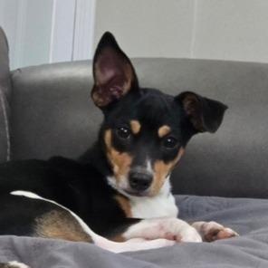 Bugg, adopted, Young Male Chihuahua & Jack Russell Terrier.