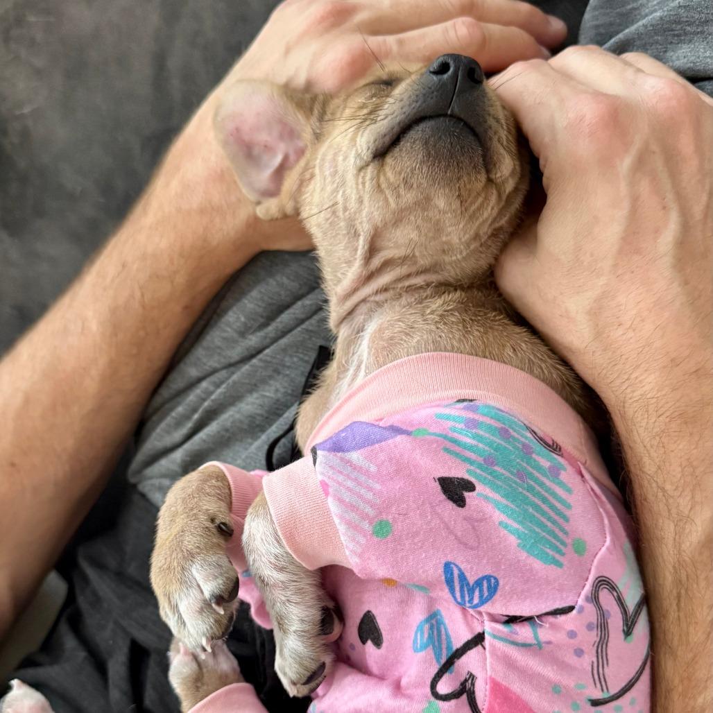 Mabel, Adoptable, Puppy Female Jack Russell Terrier & Chihuahua.