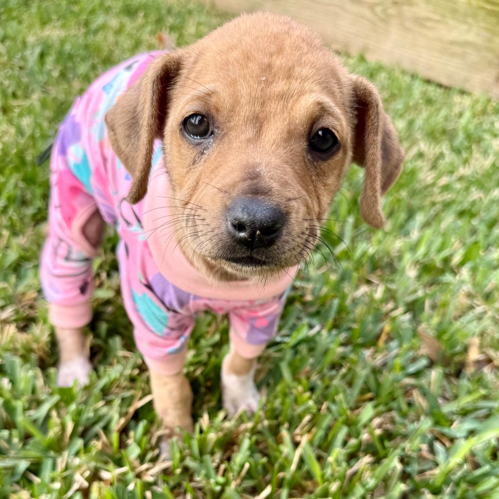 Mabel, a Adoptable mixed breed in Houston, TX image 2/6