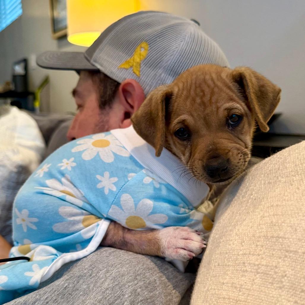 Mabel, a Adoptable mixed breed in Houston, TX image 3/6