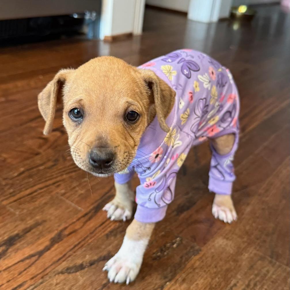 Mabel, a Adoptable mixed breed in Houston, TX image 4/6