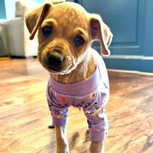 Mabel, a Adoptable mixed breed in Houston, TX image 5/6