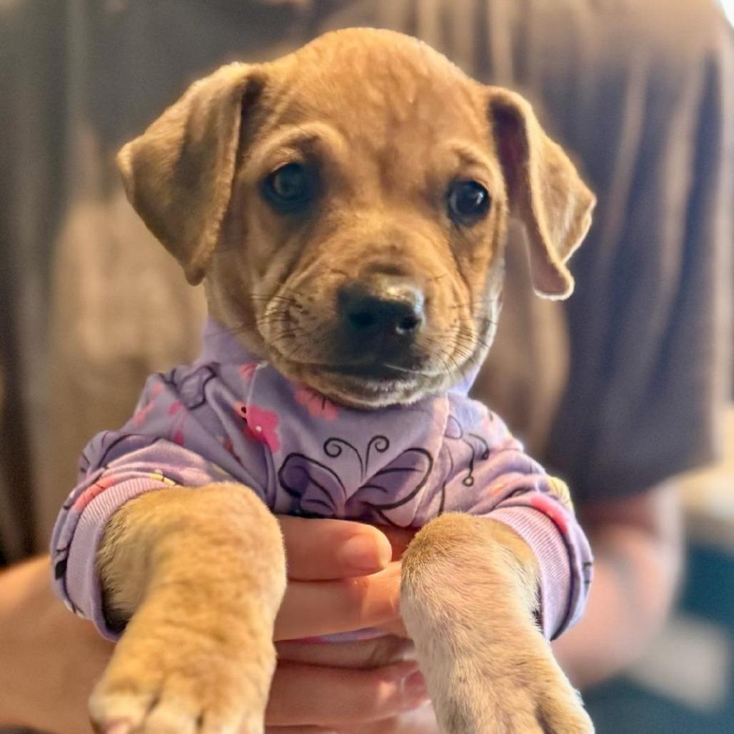 Mabel, a Adoptable mixed breed in Houston, TX image 6/6