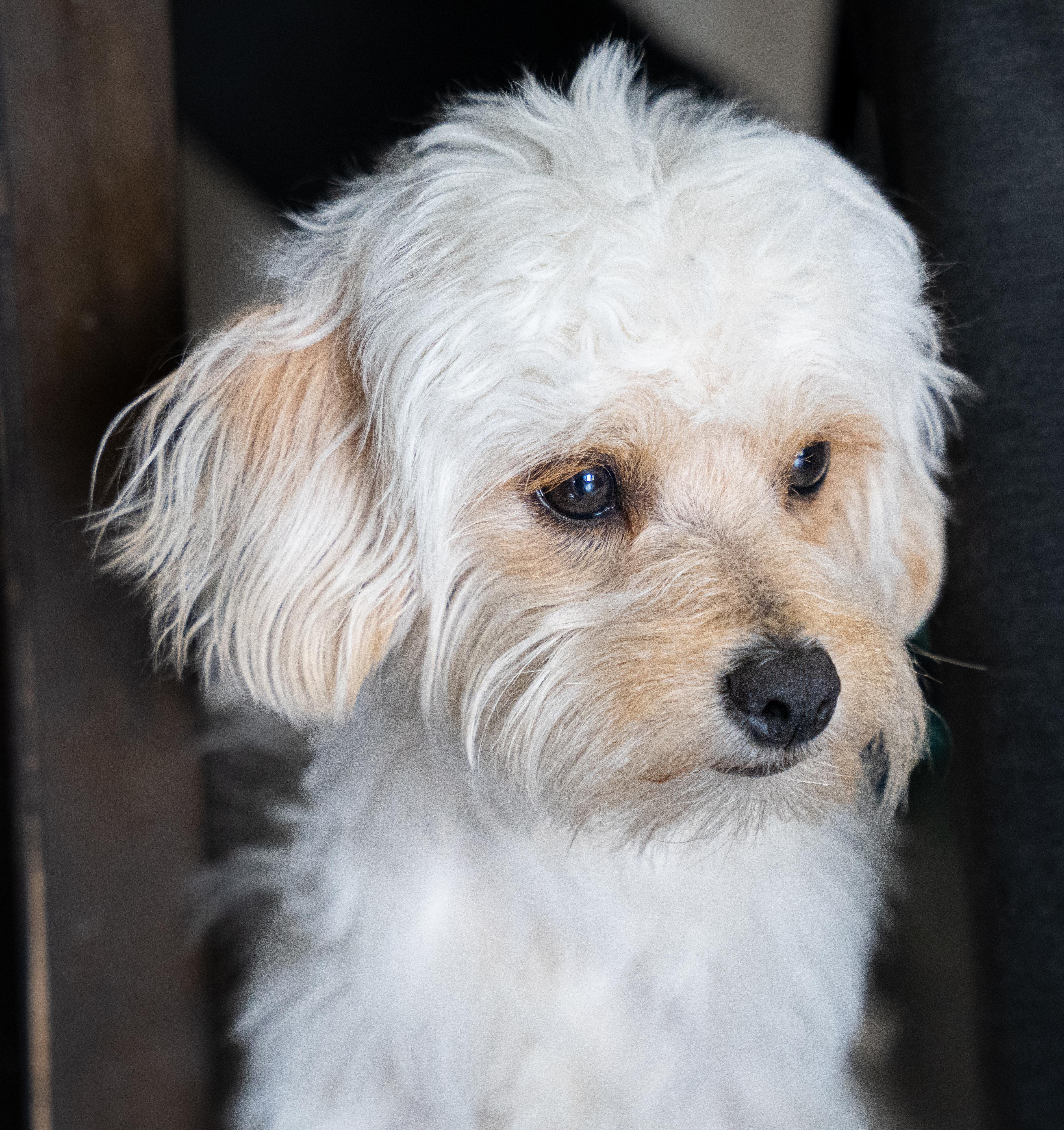 Canelo, Adopted, Young Male Maltese.