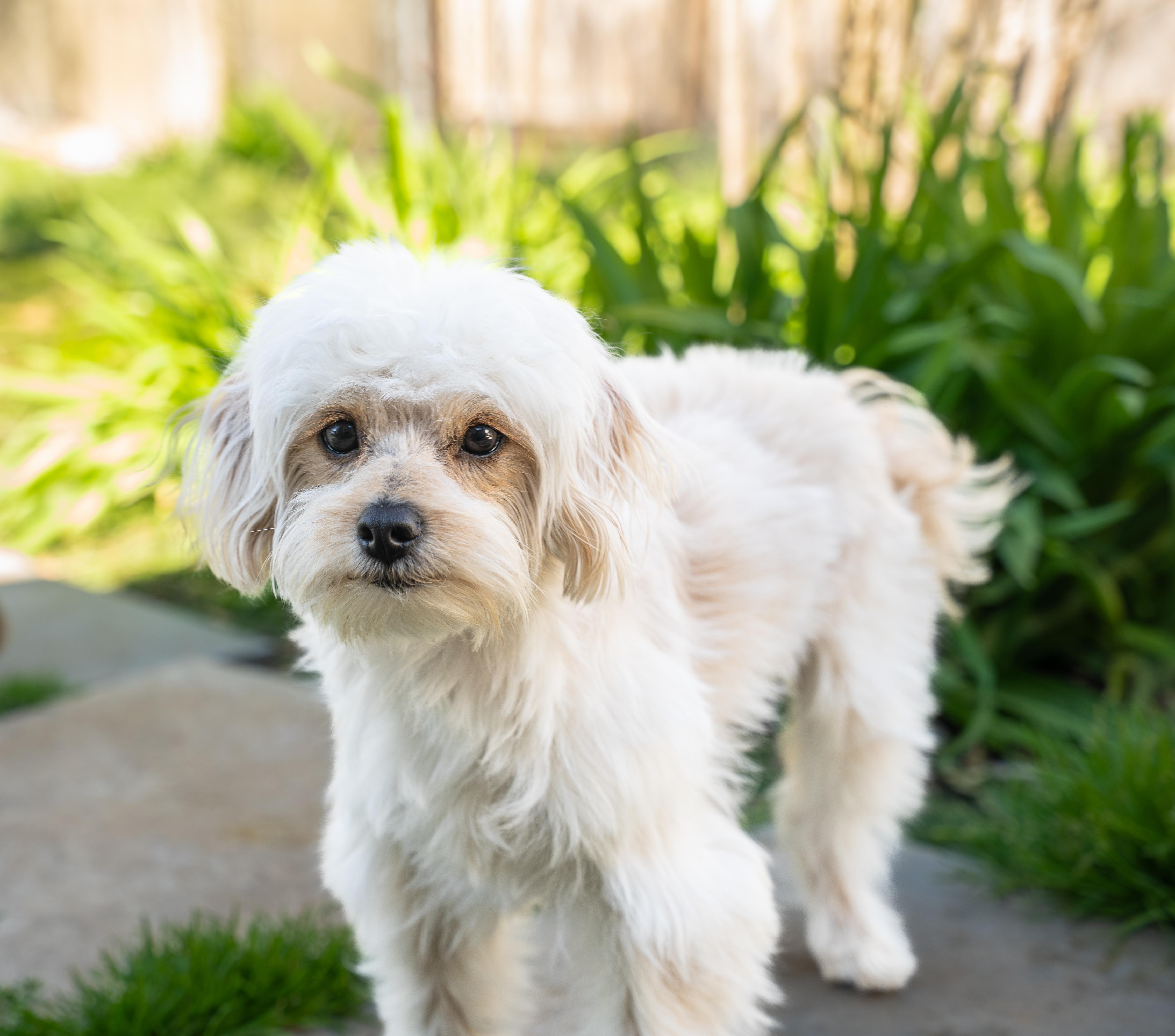 Enlarge Canelo, a Adopted Maltese in Dalton, GA image 2/3