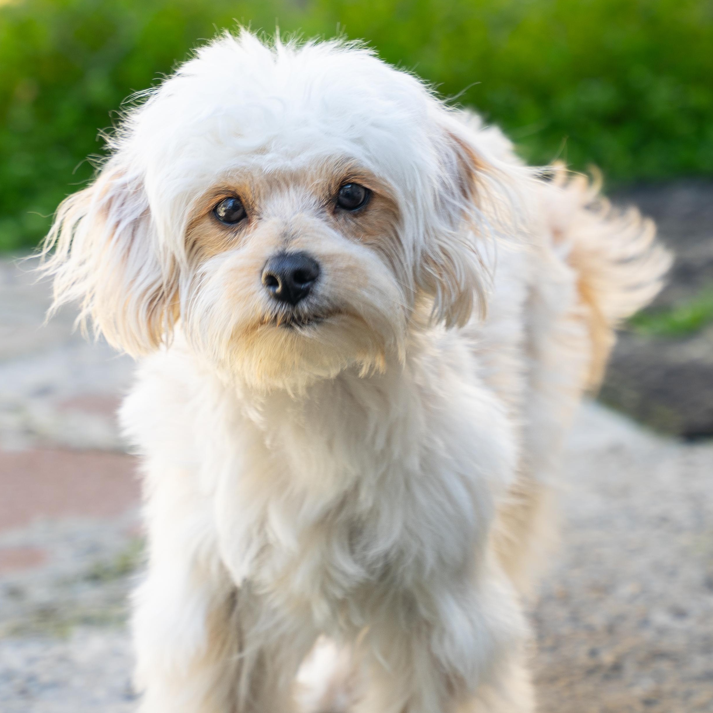 Enlarge Canelo, a Adopted Maltese in Dalton, GA image 3/3