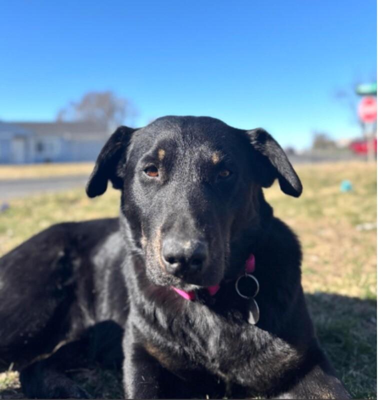 Imelda, Adoptable, Adult Female Black Labrador Retriever.