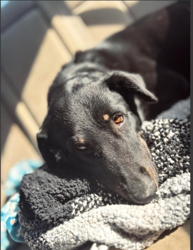 Enlarge Imelda, a Adoptable mixed breed in renton, WA image 2/2