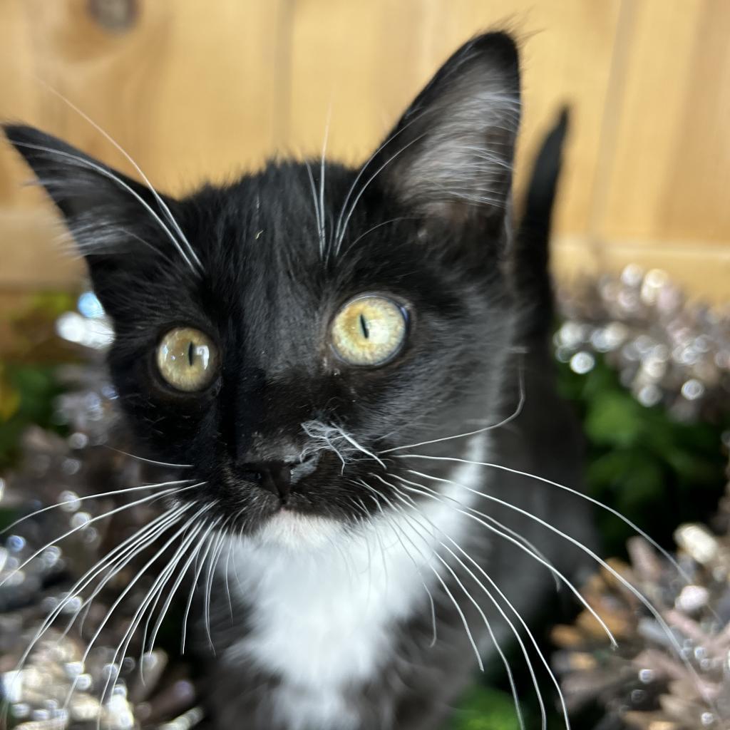 Enlarge Martinelli, a Adoptable Domestic Short Hair in Park City, UT image 1/1
