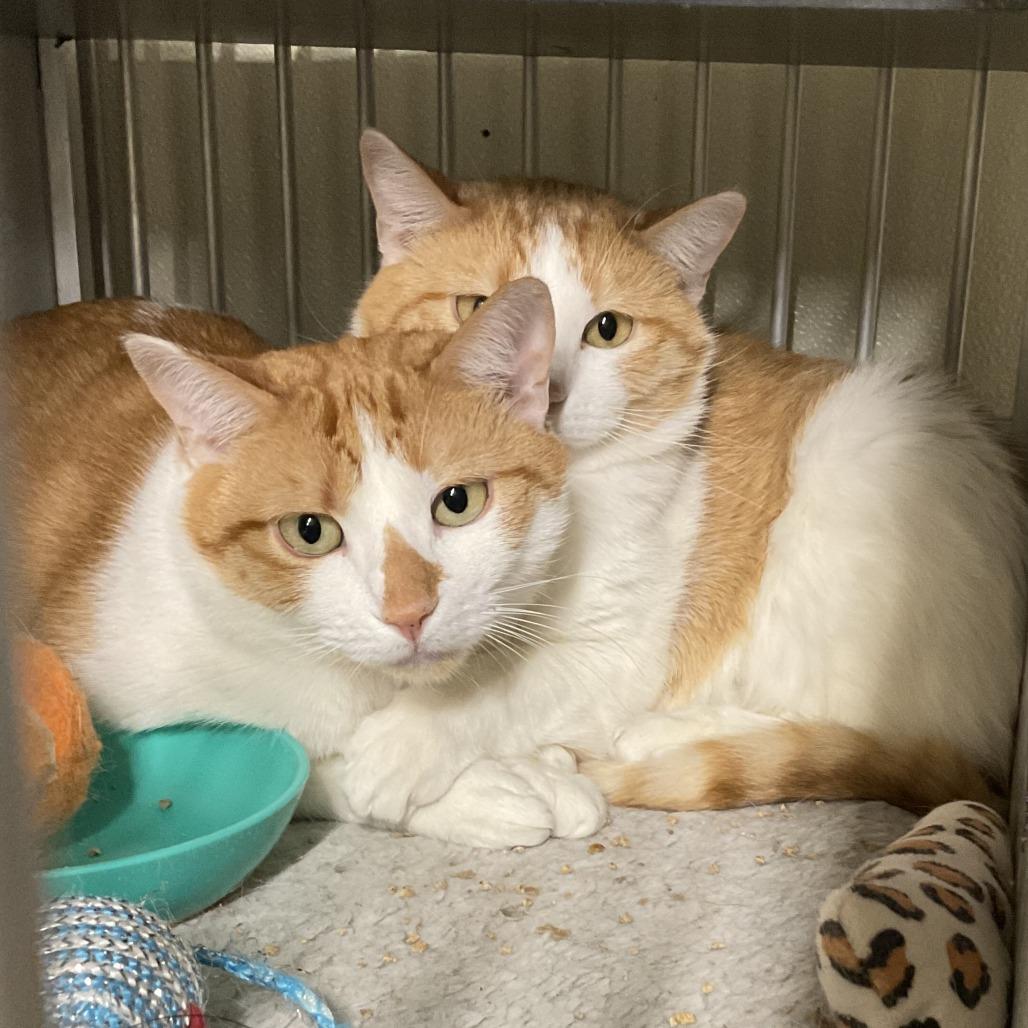 Enlarge Hobbs, a Adoptable Domestic Short Hair in Colorado Springs, CO image 1/2