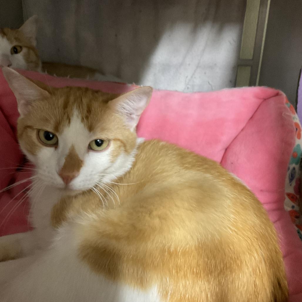 Enlarge Hobbs, a Adoptable Domestic Short Hair in Colorado Springs, CO image 1/1