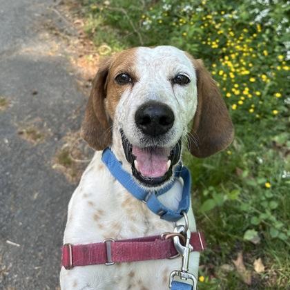 Snickerdoodle, Adoptable, Senior Male Coonhound & Mixed Breed.